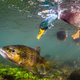 A mallard duck peers down at a brown trout, in Hampshire, England.